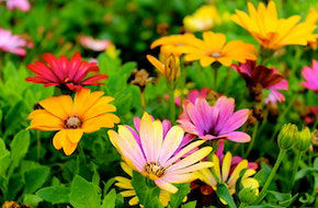 gardening service newcastle