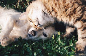 dog flaps or cat flaps