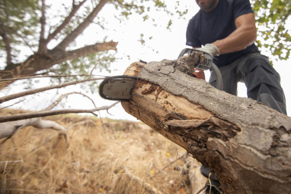 tree felling service