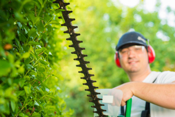 Tree Surgery Services